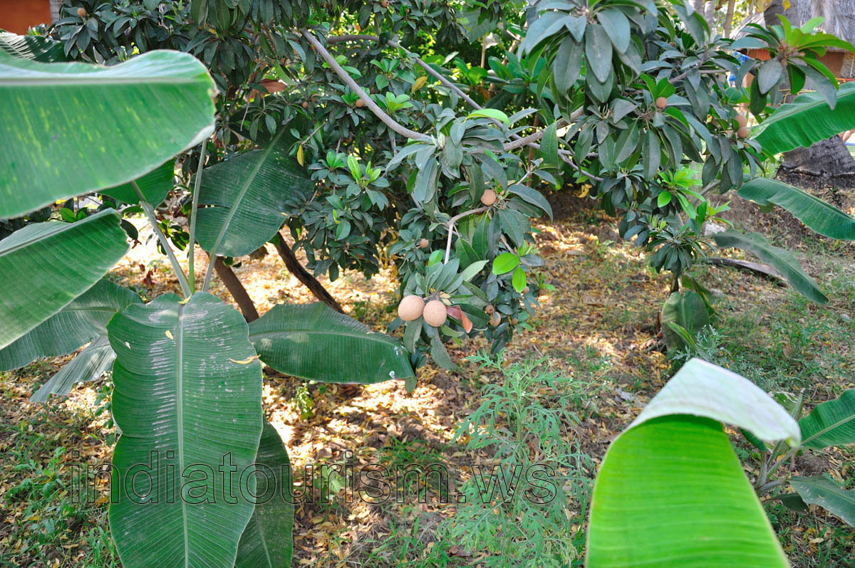 Chiku fruits on the tree
