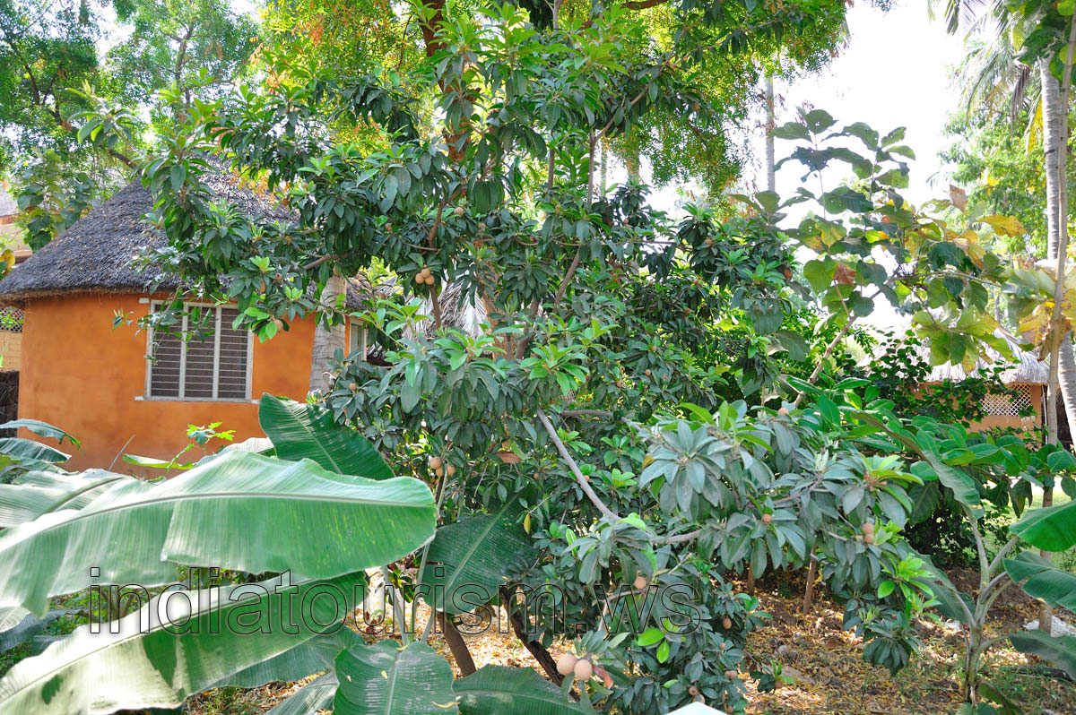 Goan Corner, chiku trees