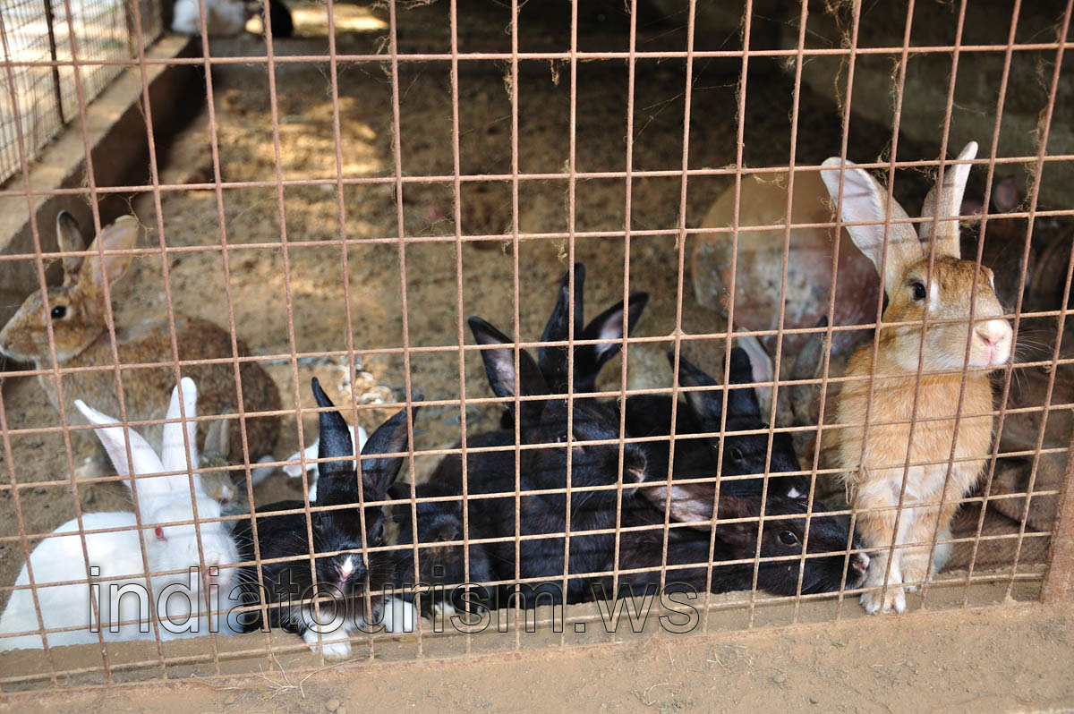 Goan Corner, rabbits