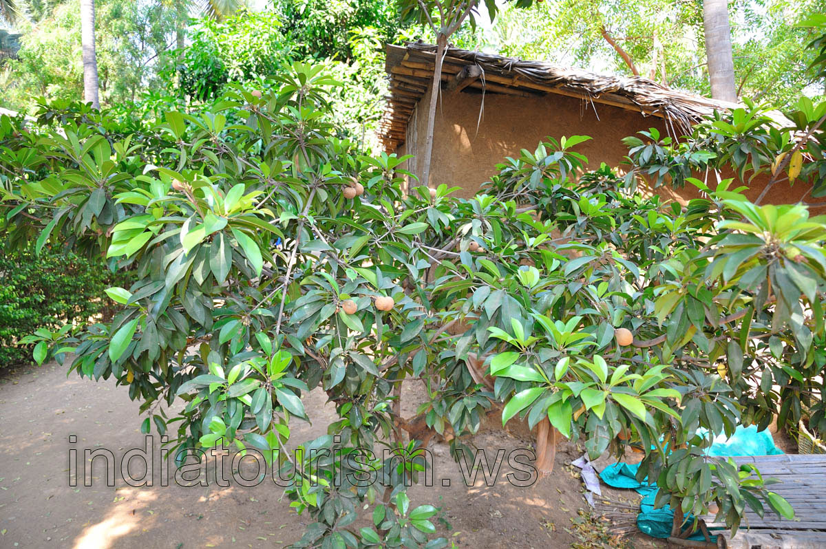 Chiku tree with the almost ripe fruits