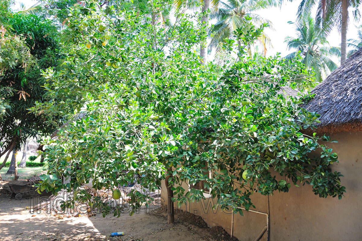 Goan Corner, pomelo tree with fruits