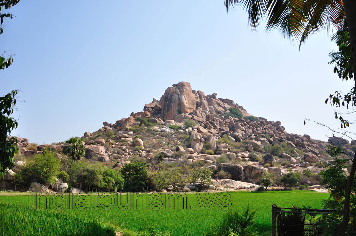 Goan Corner, rice field view