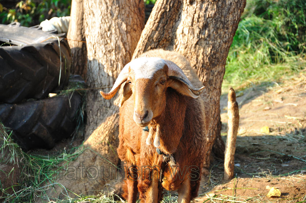 Mowgli guest house & restaurant, indian sheep