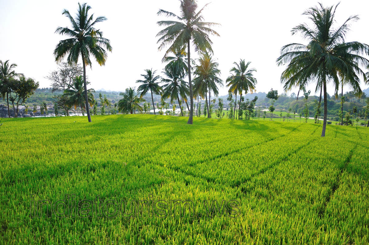 palms in the midst of the rice field