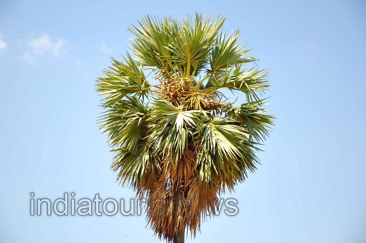 palm tree in blossom