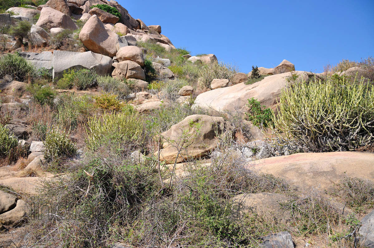 spurges grow between the huge stones