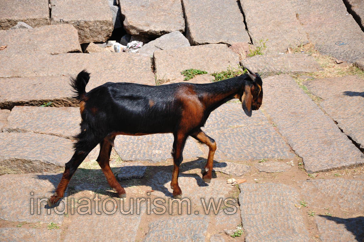 Indian black-brown goat