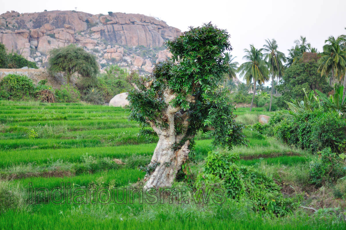 bonsai tree on the rice field