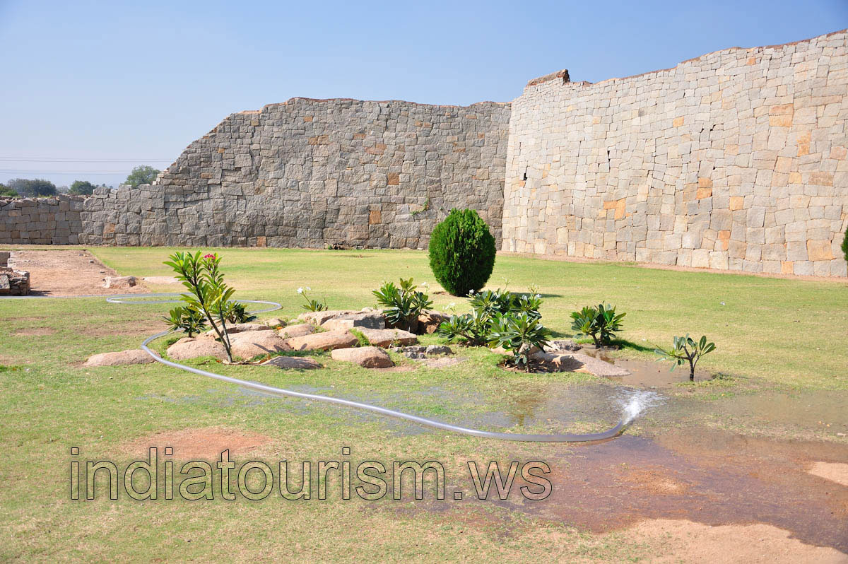 pachypodium seedlings