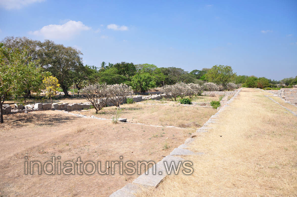 Pachypodiums in blossom