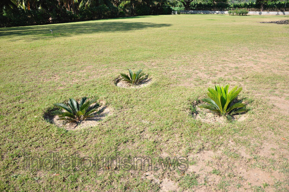 Seedlings of the Cycas revoluta