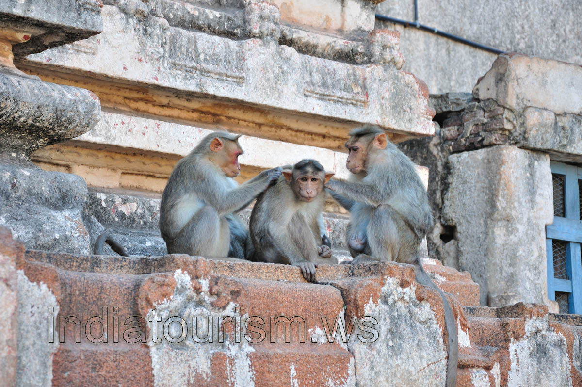 Monkeys in the temple