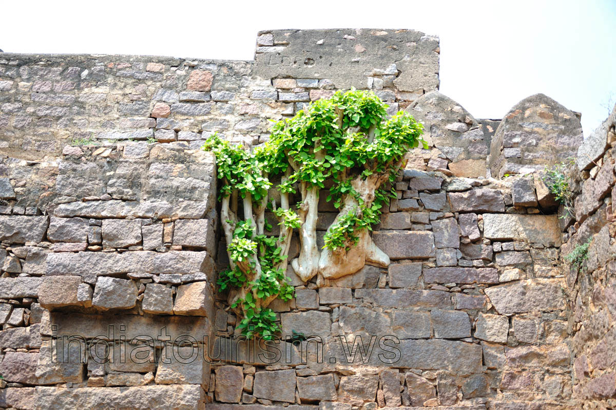 The succulent plant has grown into the wall