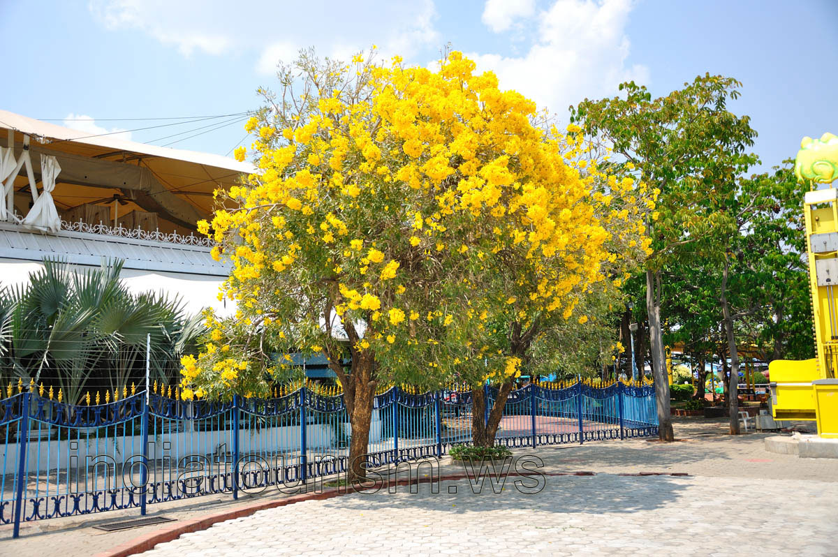 Tree with the yellow flowers