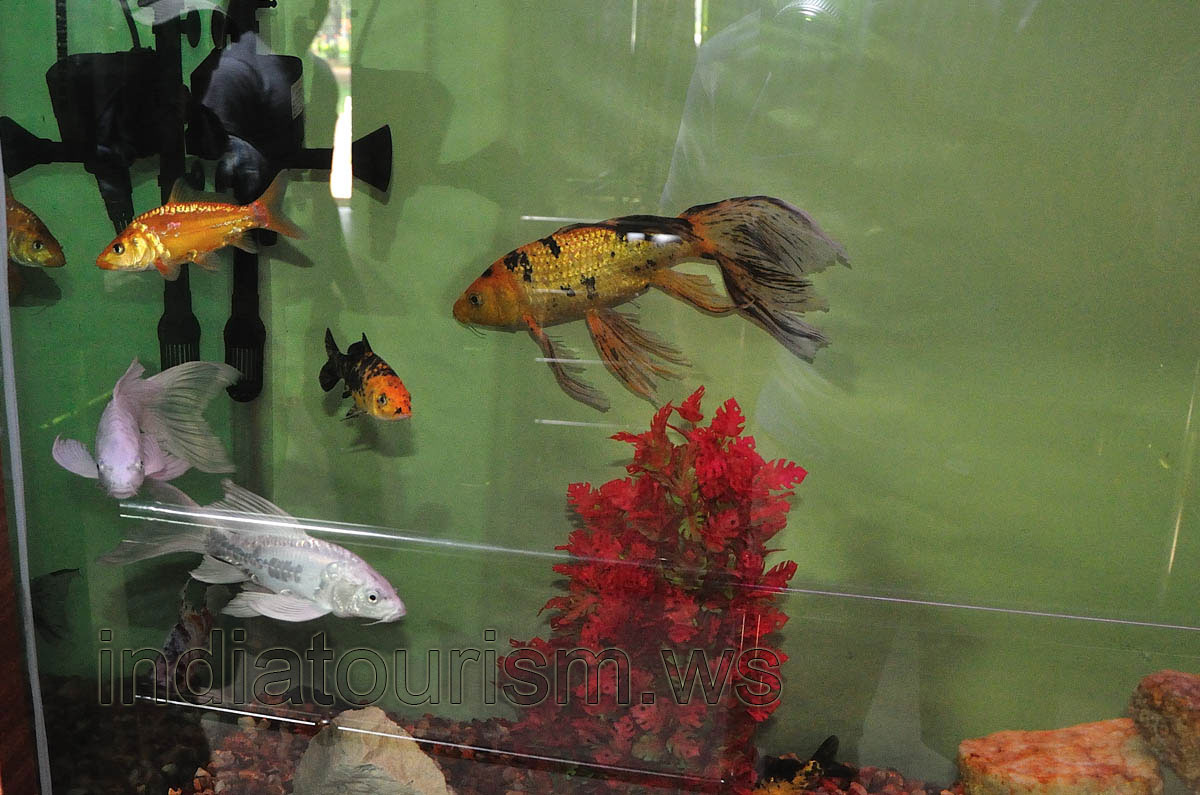 White and yellow aquarium fish with long tail
