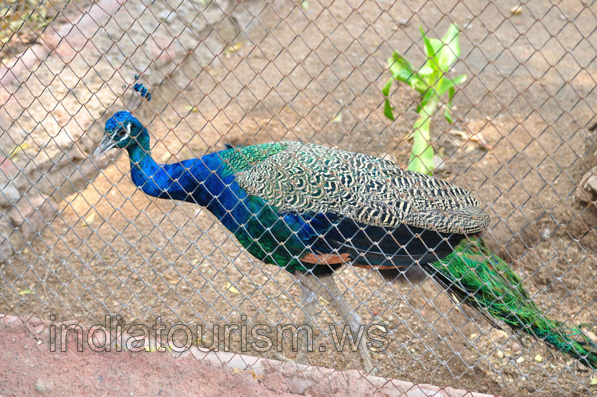Peacock with a blue neck