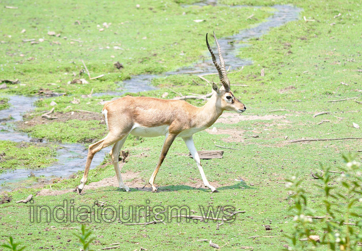 Black Buck