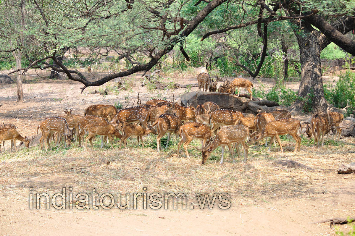 Spotted deers