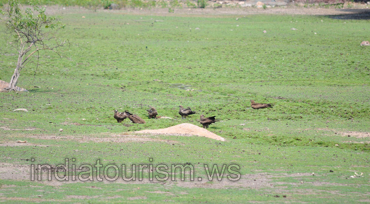 Eagles on the field