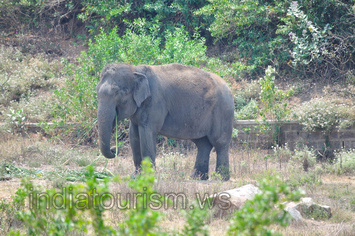 An elephant