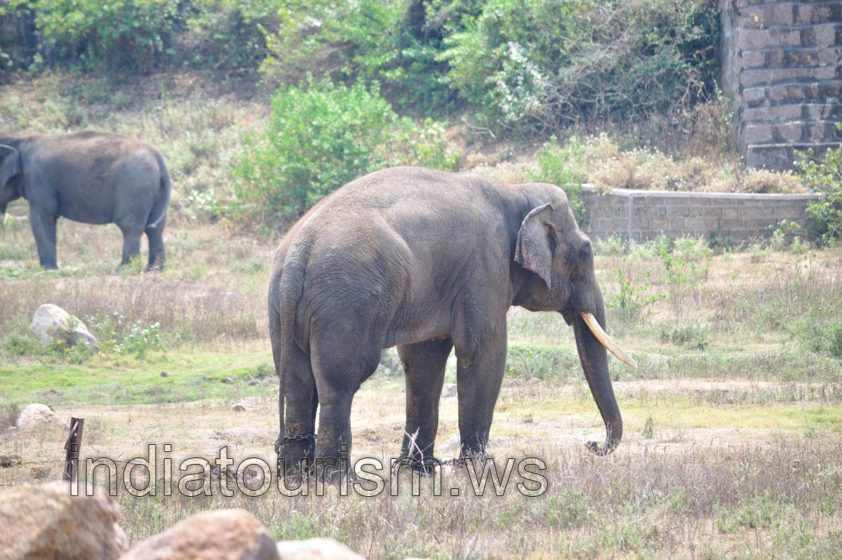 Indian elephant