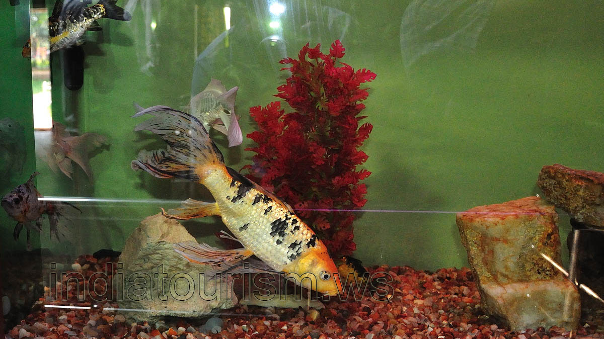 Aquarium fish with long tail