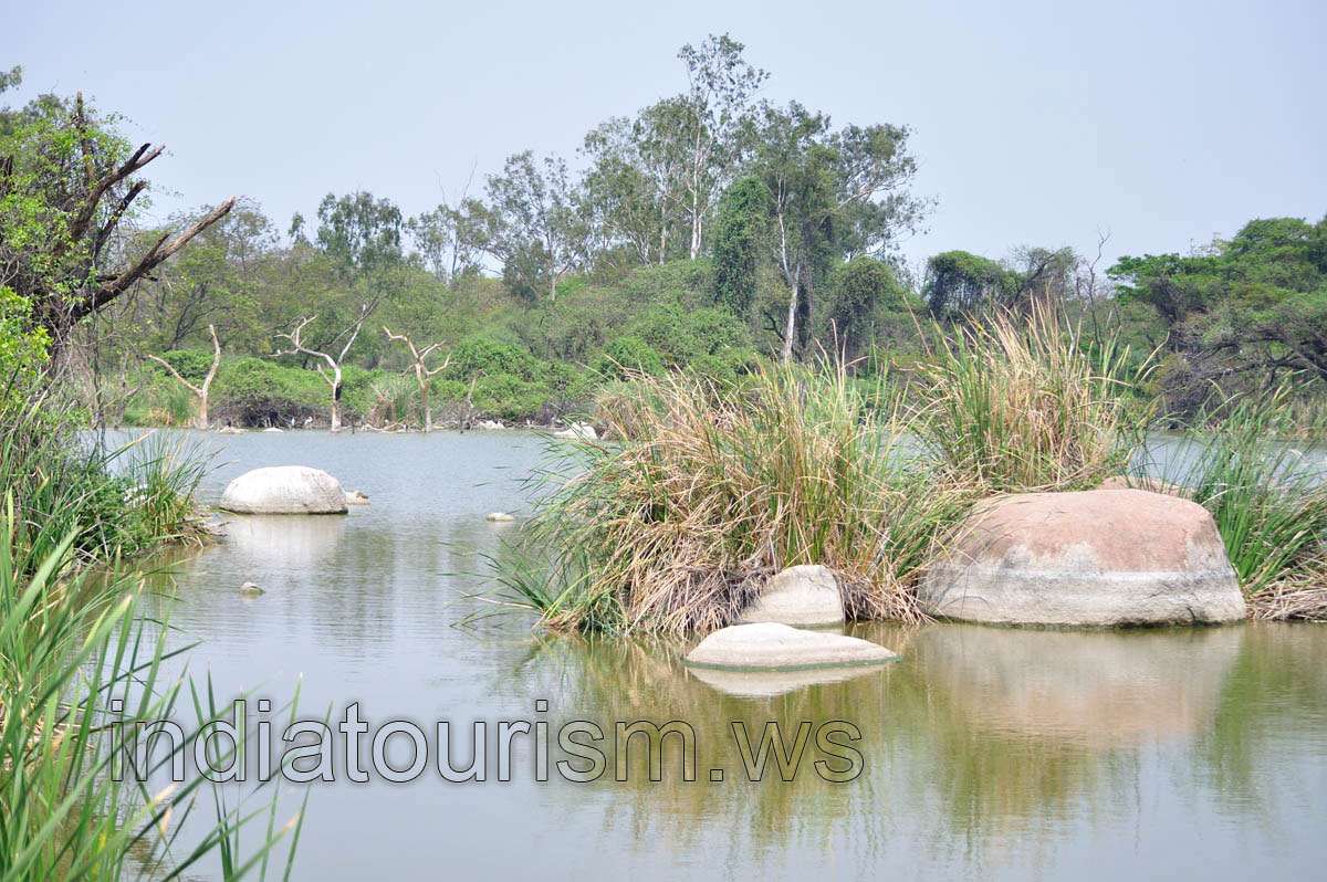Lake of the zoo