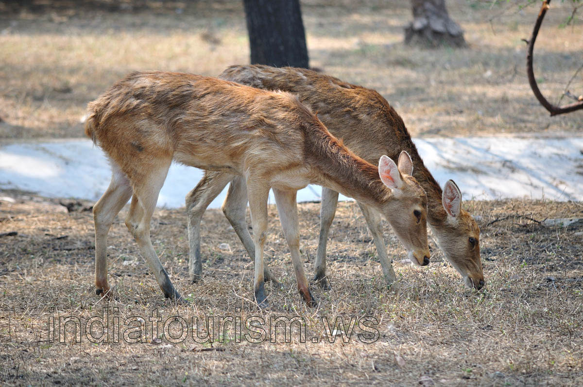 Small hog deers