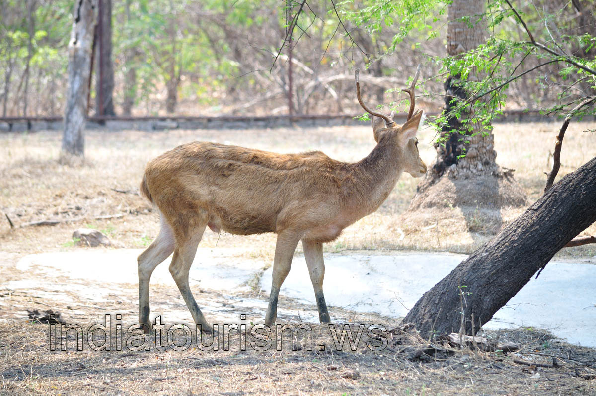 Hog deer