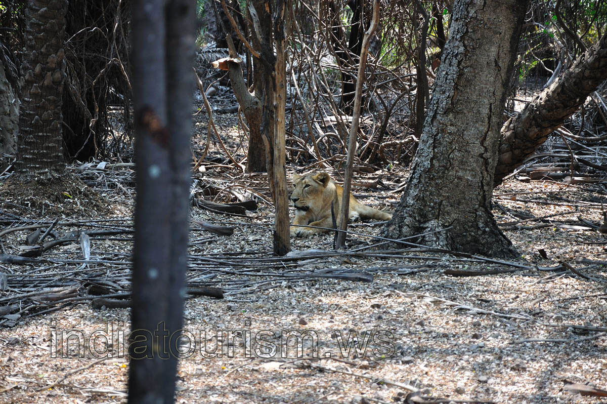 Female lion