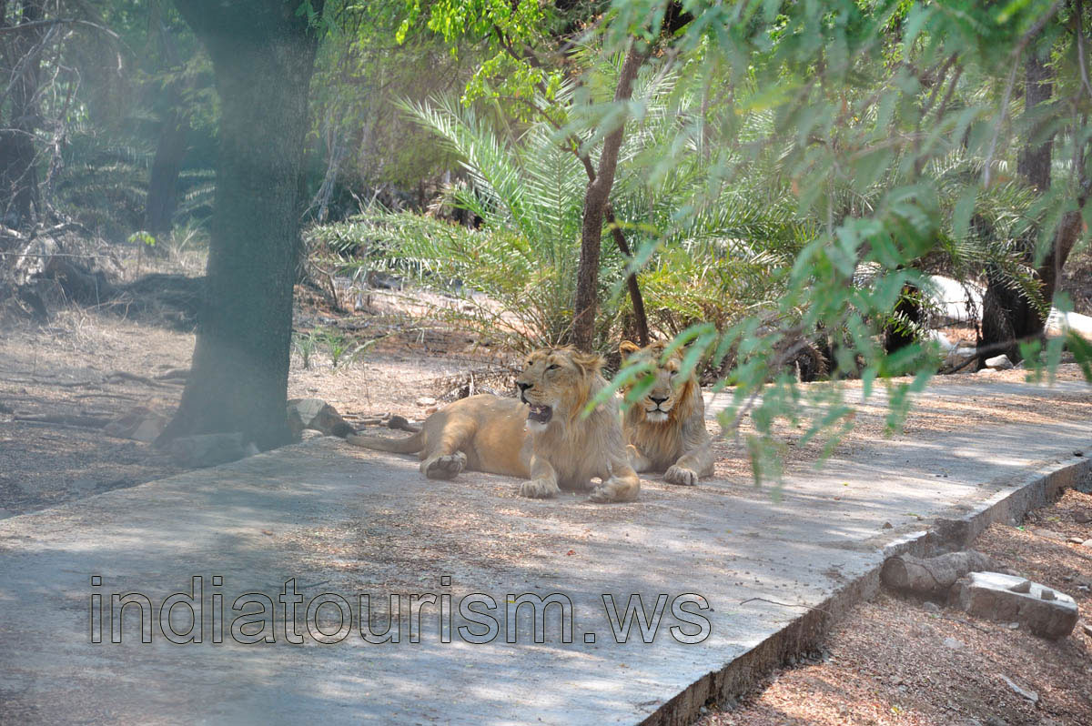 Safari: lions on the road