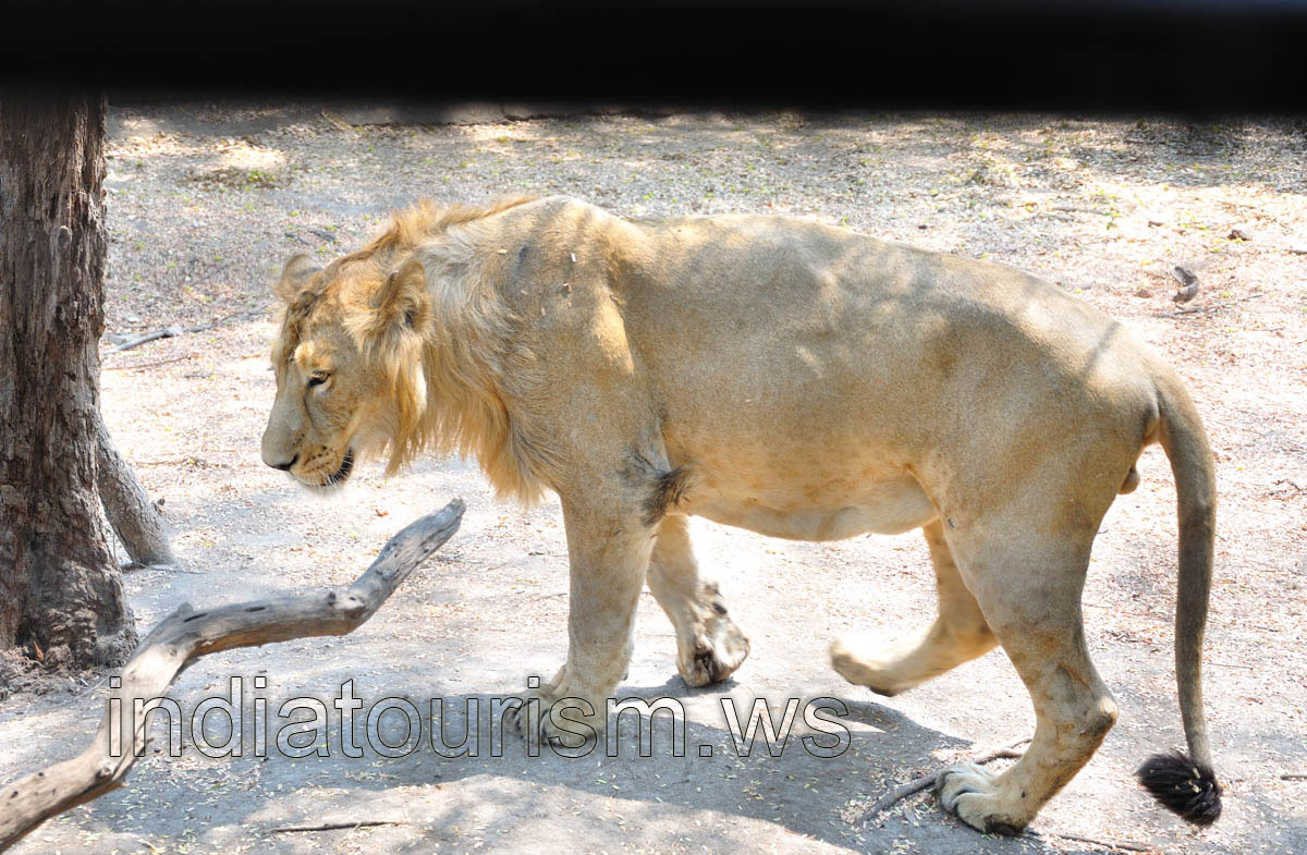 Safari: lion is near our bus