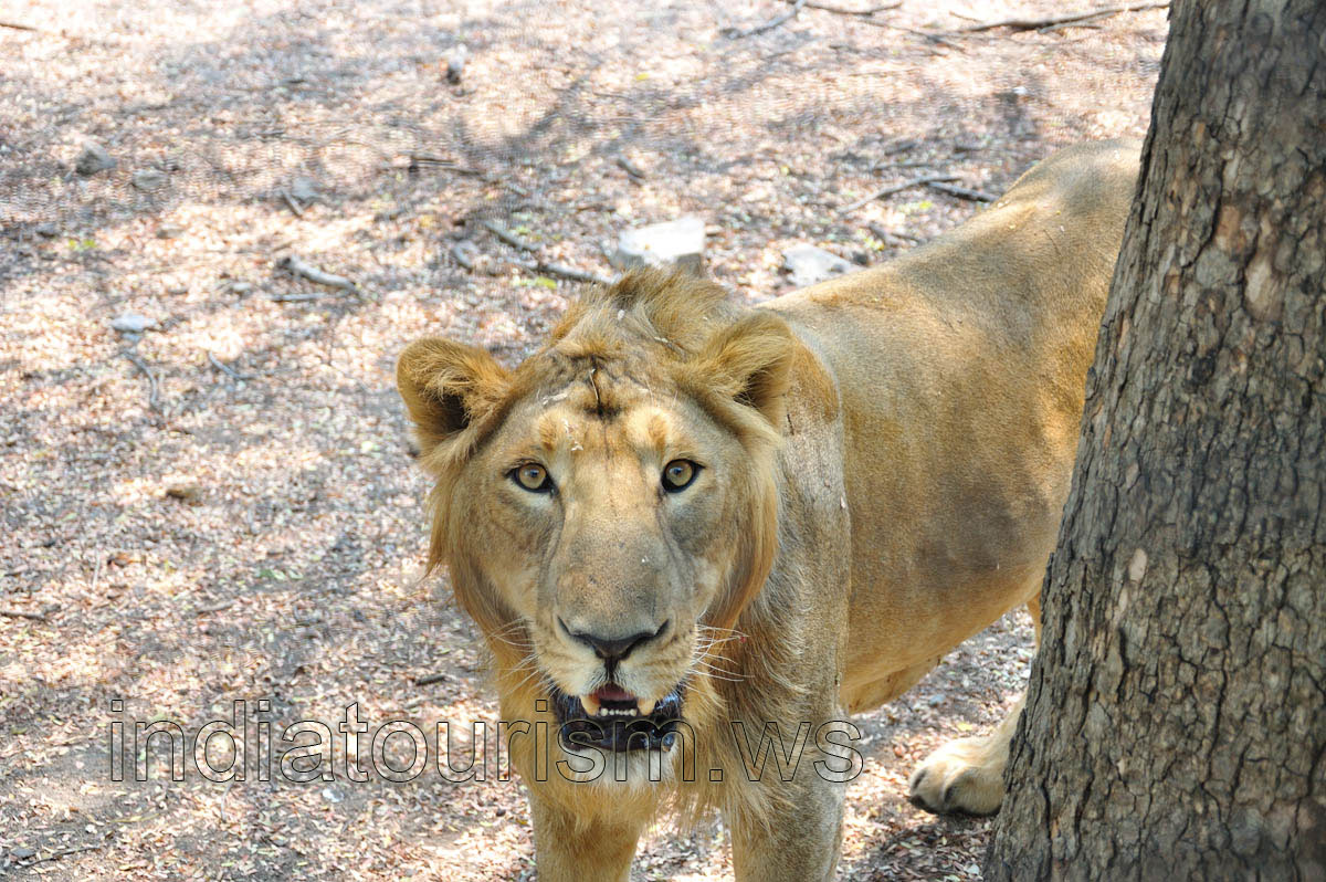Safari: lion is watching me