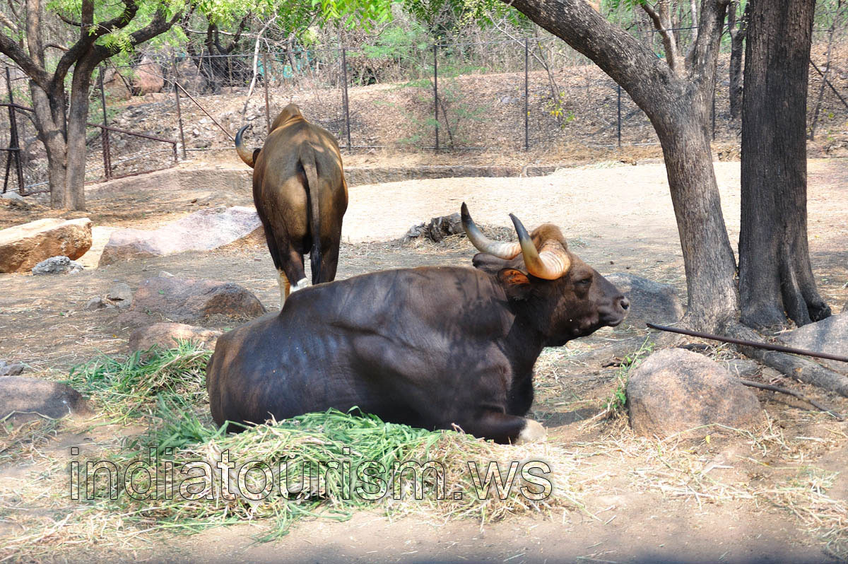 Gaur (Indian bison)