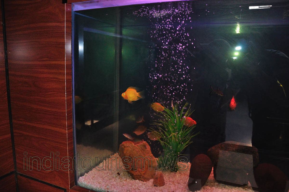 Parrot fish