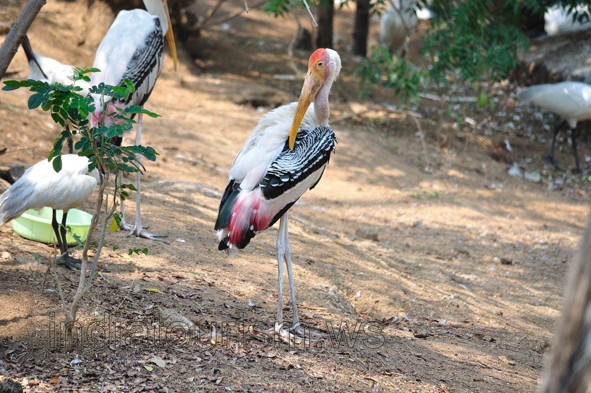 Painted Stork