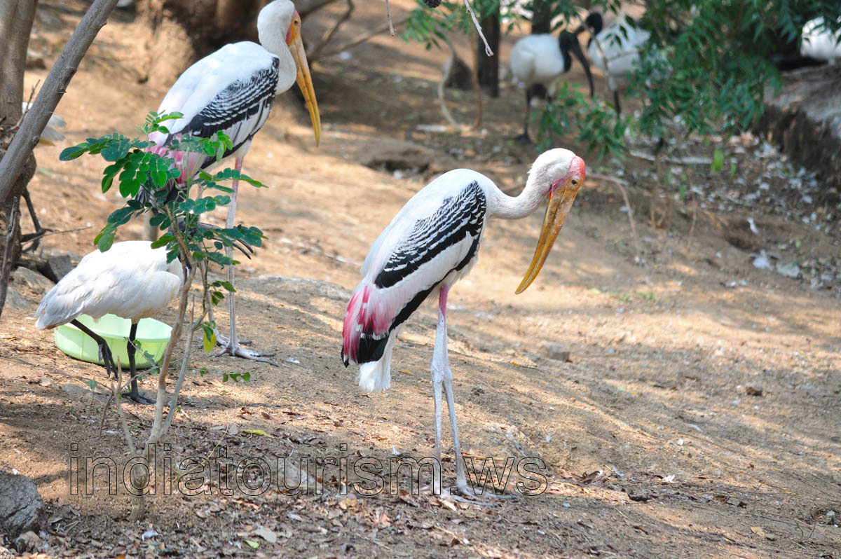 Painted Stork has the wings with the pink edges