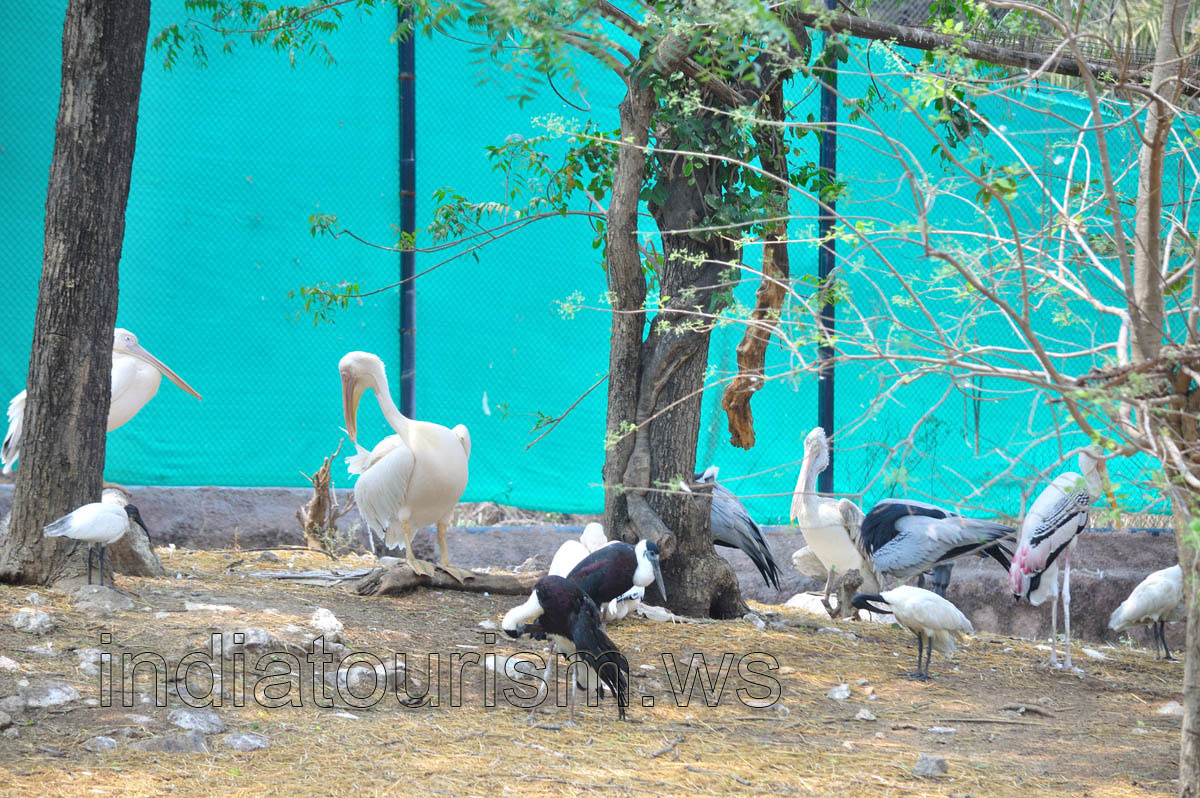White Pelican