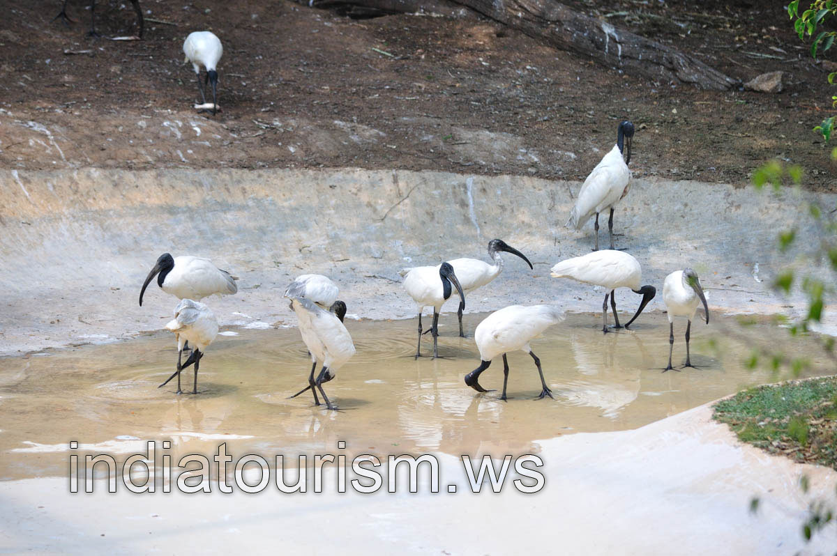 Black-headed Ibis
