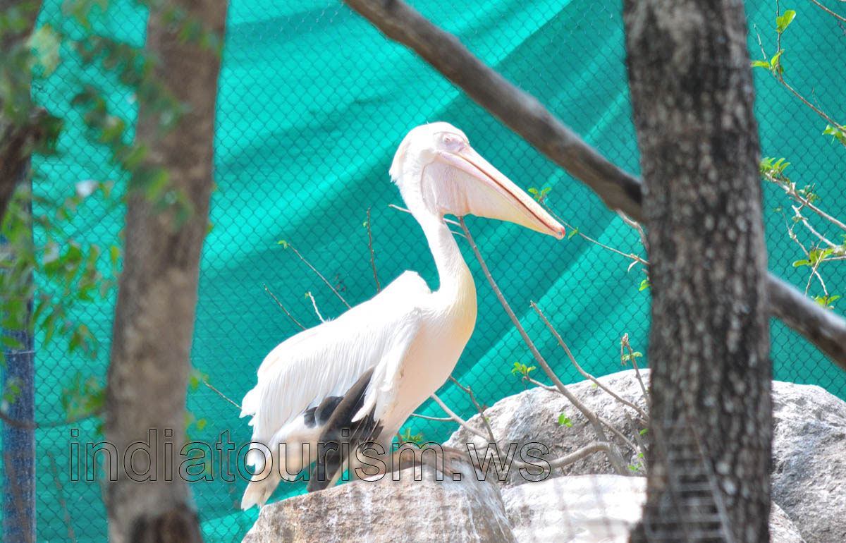 Pelican