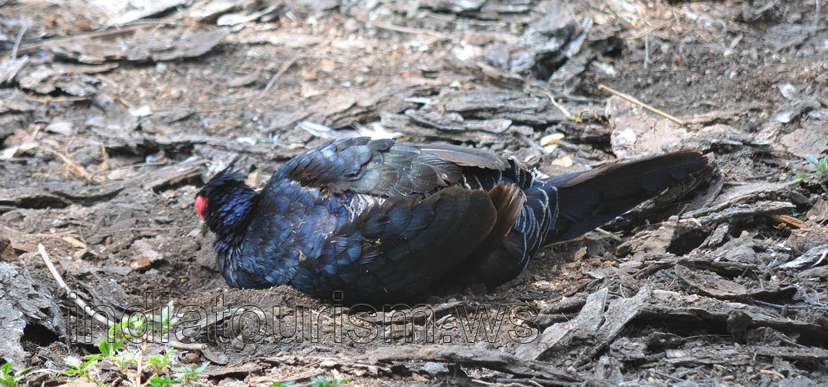 Grey Jungle Fowl