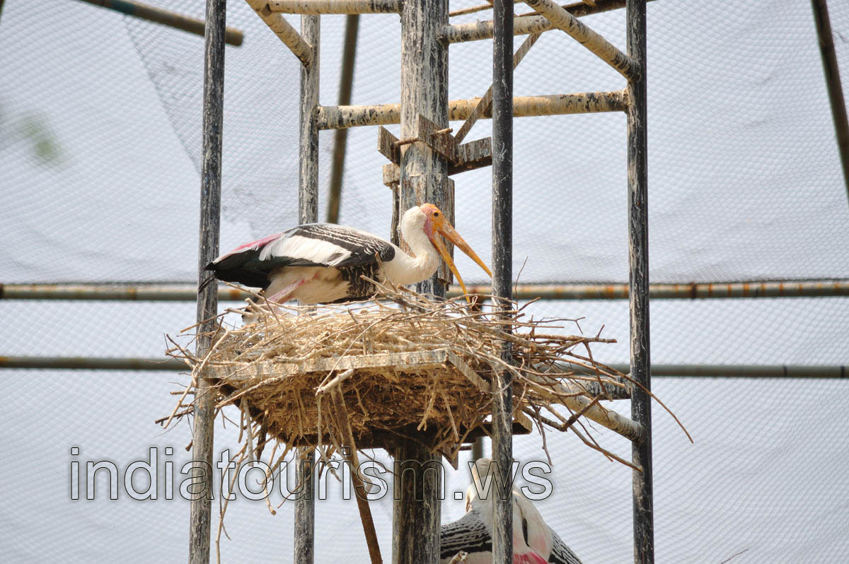 Painted Stork in the nest
