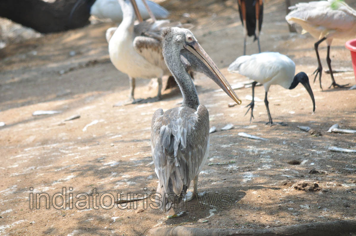 Spot-billed Pelican