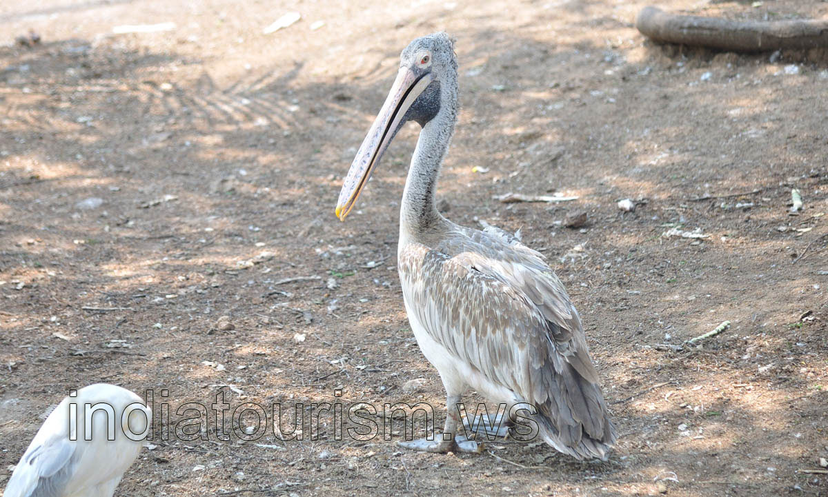 Grey Pelican (Pelecanus philippensis)
