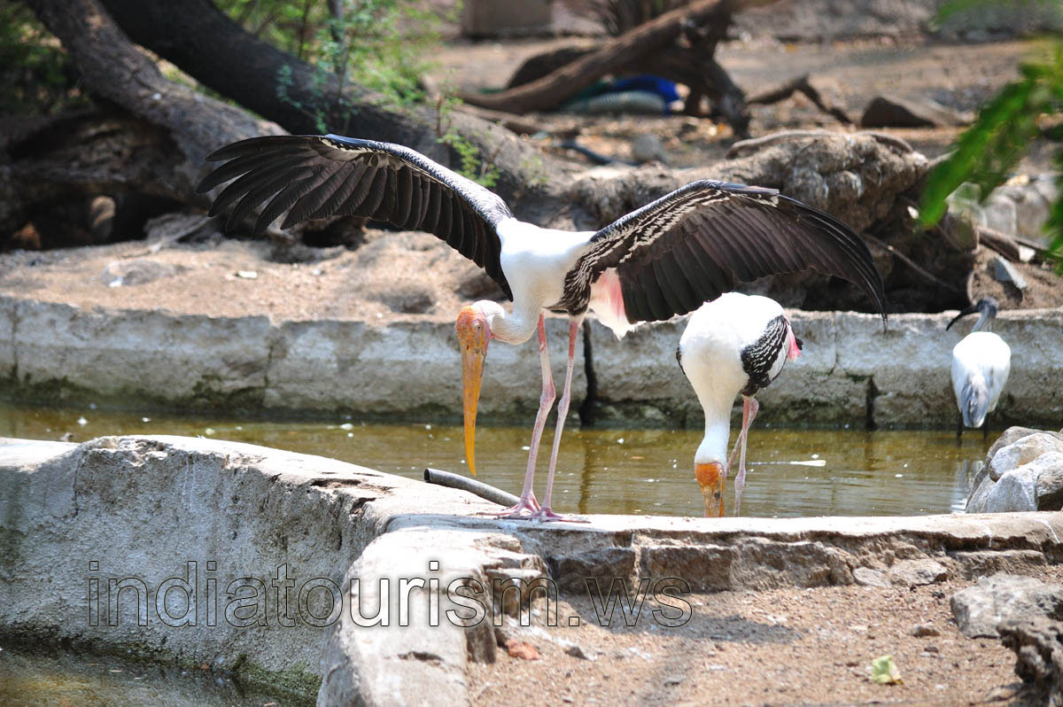 Painted Stork spreads its wings