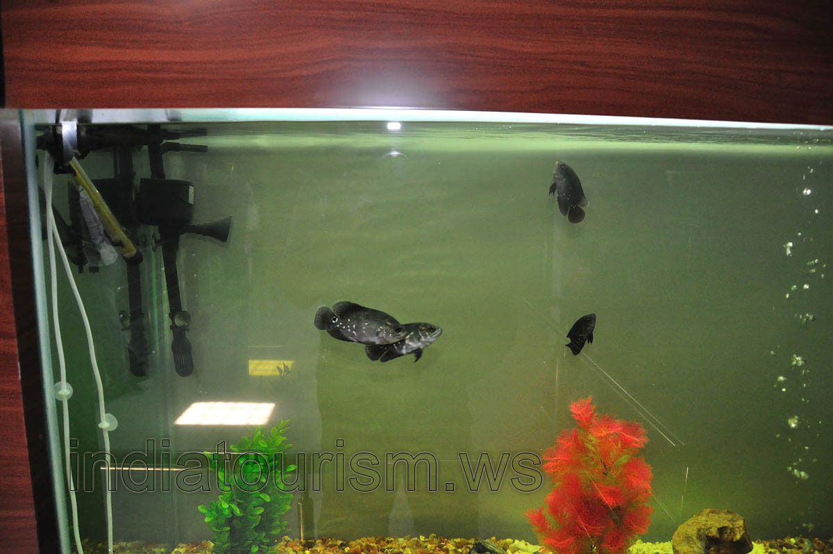 Black aquarium fish with small white dots