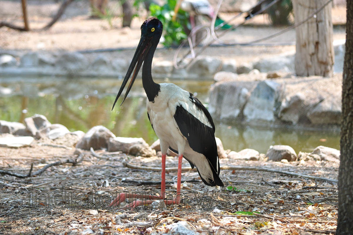 Black Necked Stork