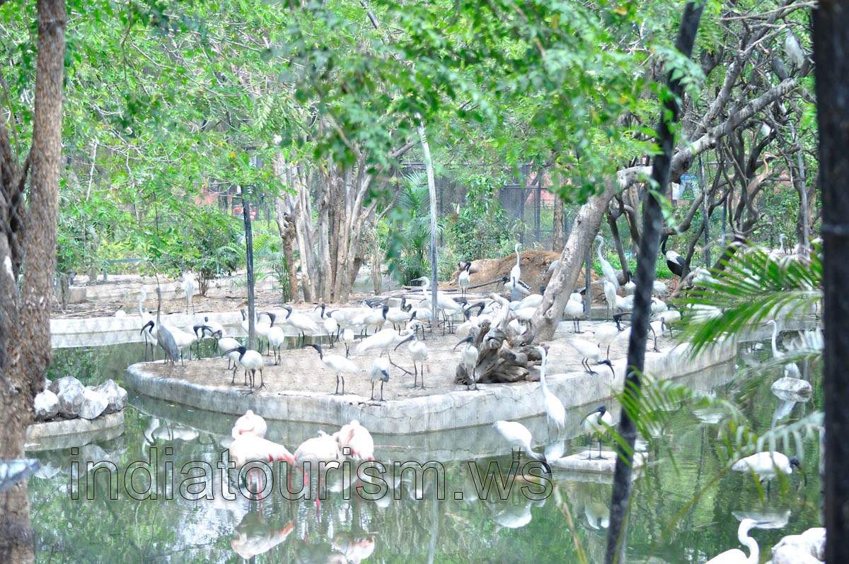 Black-headed Ibis in a big quantity