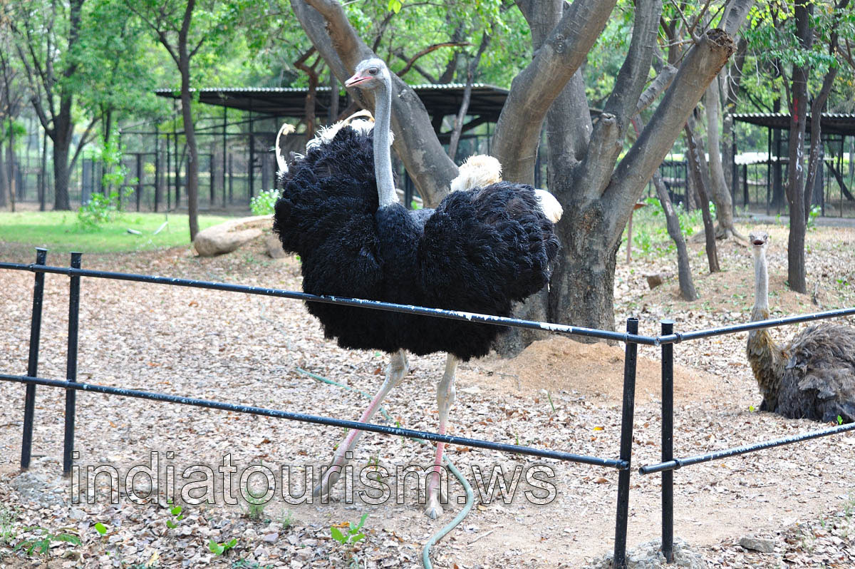Ostrich