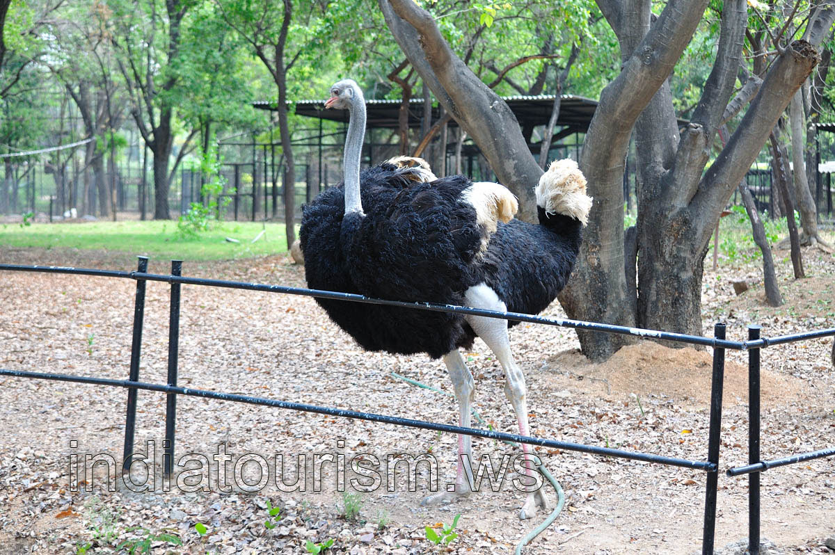 Male ostrich